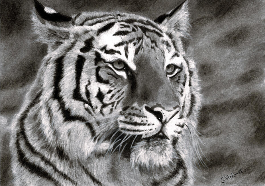 Untitled Tiger